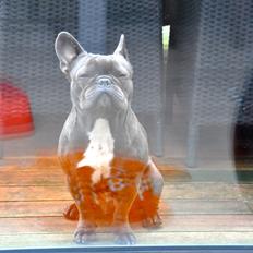 Fransk bulldog Blue Armani