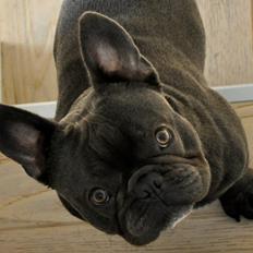 Fransk bulldog Blue Armani