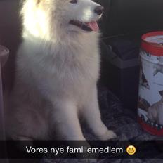 Samojedhund Cabaka's Sweet Talkin' Guy "King"