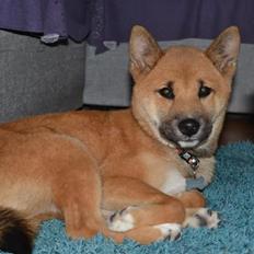 Shiba Shiba