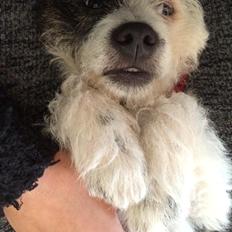 Podengo portugues pequeno Veléz