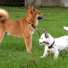 Podengo portugues pequeno Veléz