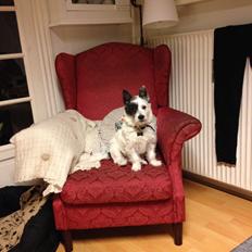 Podengo portugues pequeno Veléz