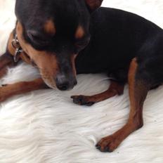 Dvaergpinscher Niko