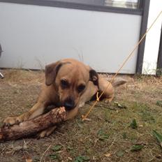 Blanding af racer Lola