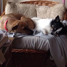 Blanding af racer Lola