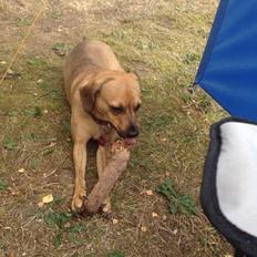 Blanding af racer Lola