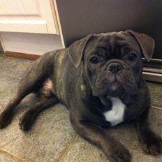 Fransk bulldog Bob 