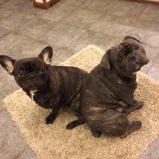 Fransk bulldog Bob 