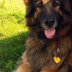 Schæferhund Zacki