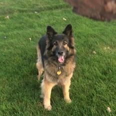 Schæferhund Zacki