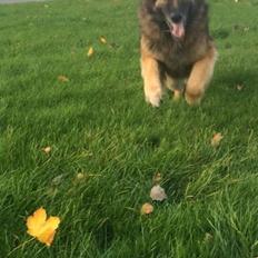 Schæferhund Zacki