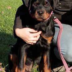 Rottweiler Haiki's Dusk to Dawn