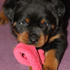 Rottweiler Haiki's Dusk to Dawn