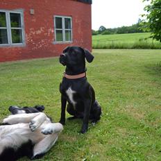 Blanding af racer Malou