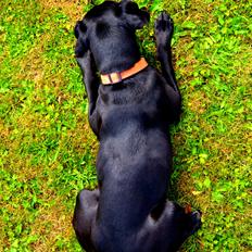 Blanding af racer Malou