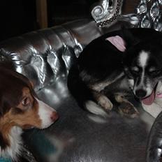 Border collie Svala [himmelhund]