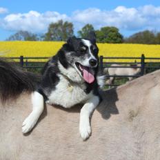 Border collie Svala [himmelhund]