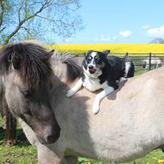 Border collie Svala [himmelhund]