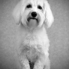 Malteser Fie R.I.P 26. Januar 2015