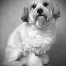 Løwchen Lions of Denmark X'llent Ludvig *Silas*