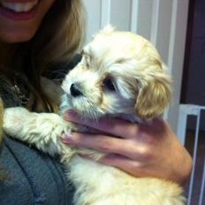 Bichon havanais Molly