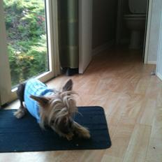 Chinese crested hårløs Get Lucky Santa la Vida