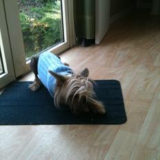 Chinese crested hårløs Get Lucky Santa la Vida