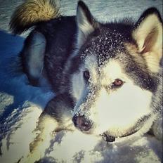 Alaskan malamute molli