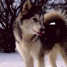 Alaskan malamute molli