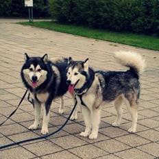 Alaskan malamute molli