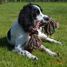 Engelsk springer spaniel Sitto