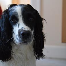 Engelsk springer spaniel Sitto