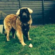 Leonberger Ollie