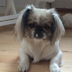 Pekingeser Mille