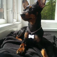 Prazsky krysarik Aiko