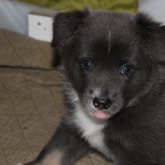 Islandsk fårehund Frekja