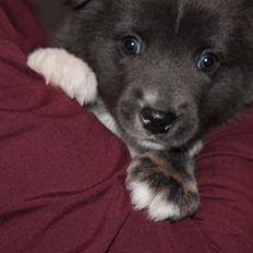 Islandsk fårehund Frekja