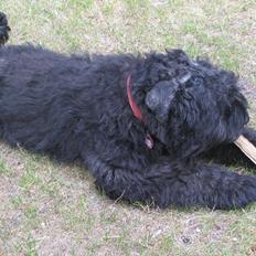 Bouvier des flandres "Pippii" /Visionary Vinna af Fiffi