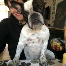 Fransk bulldog Hannibal