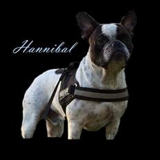 Fransk bulldog Hannibal