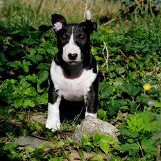 Bullterrier miniature Minimalistic's QD Chasing Liberty