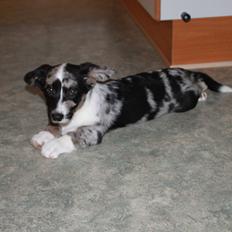 Welsh corgi cardigan Smarties Marcos