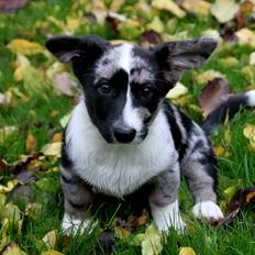 Welsh corgi cardigan Smarties Marcos