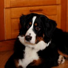 Berner sennenhund Gucci