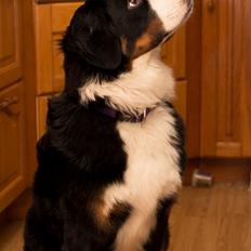 Berner sennenhund Gucci