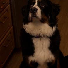 Berner sennenhund Gucci