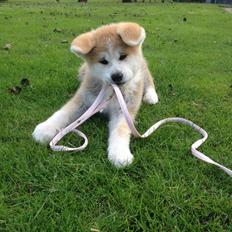 Akita inu Hakusha Go Kaikado