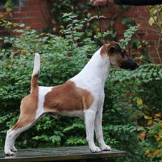 Glathåret foxterrier Egelykke Monarch
