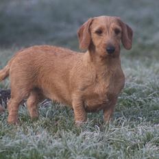 Gravhund Sønderskoven's K-Cocio